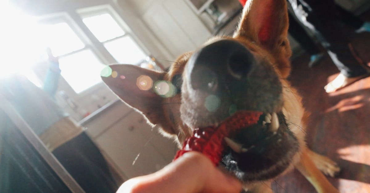 Интерфейс слота The Dog House с игровым полем и символами