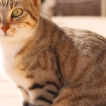 Слот Cleocatra с египетской тематикой и кошкой-фараоном