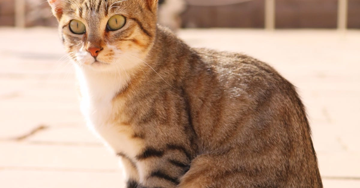 Слот Cleocatra с египетской тематикой и кошкой-фараоном