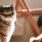 Игровое поле слота The Dog House Megaways с барабанами