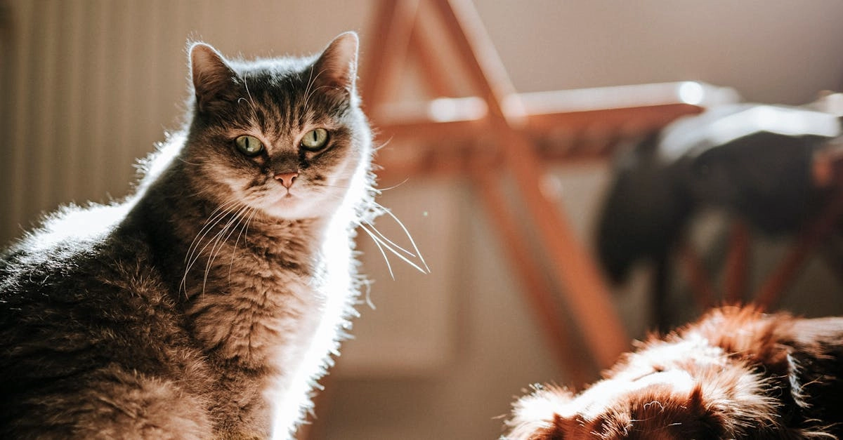 Игровое поле слота The Dog House Megaways с барабанами